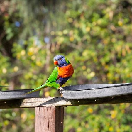 Lorikeet Holiday Park Arrawarra Dış mekan fotoğraf