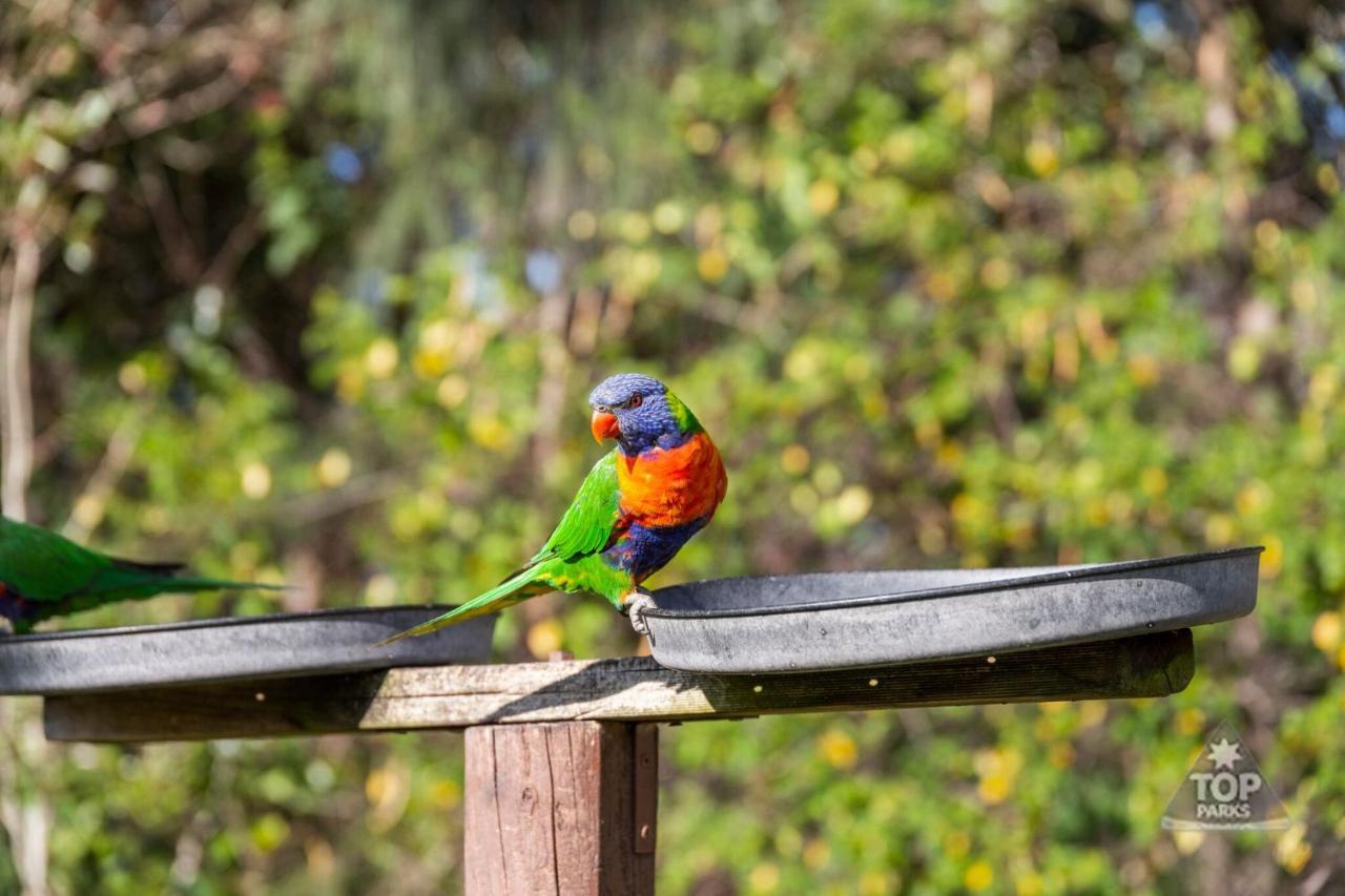 Lorikeet Holiday Park Arrawarra Dış mekan fotoğraf